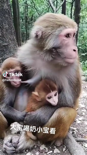 Amazon monkey (@amazonmonkey) adlı kullanıcının orijinal ses - Amazon monkey ile oluşturduğu videoları