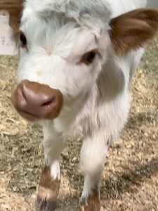 4K views · 88 reactions | What are your mini cow dreams? Let us know! AND any questions you might have about owning your own— ready, set, shoot! | Bougie Cattle Company | Facebook