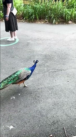 Beautiful Peacock | Beautiful Bird at Taronga Zoo | Free to Roam | OZ Life Snippets