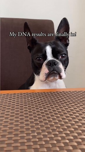 DNA Results 🧬🧬🤣😂 | Ashley Smith