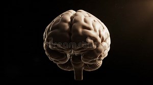 Anatomical Brain Model Rotating on Black Background Brain Anatomy Study Central Nervous System in Detail Brain Science Medical