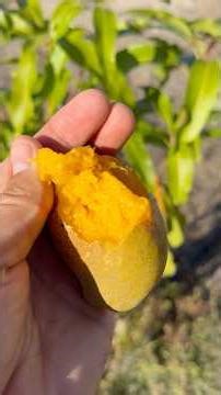 Kent mango seedling- First taste of nubbin fruit