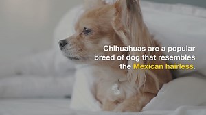 HOW TO TRAIN A TEACUP CHIHUAHUA?