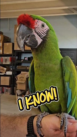 Rodger is a confident bird!!! be like Rodger 🦜💙