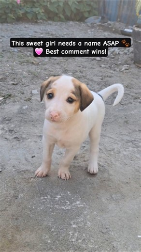 Stop scrolling and name my dog 😭🐕