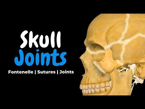 Skull Joints: Fontanelles, Sutures, TMJ & Synchondroses | Anatomy