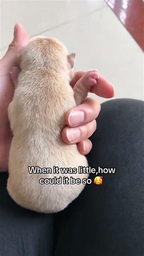 I rescued a small animal and the happy ending #animals #animalrescue #puppy #usa #storytime