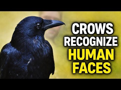 Crows Never Forget You | Incredible Crow Intelligence Facts | Crow Facts | You need to know