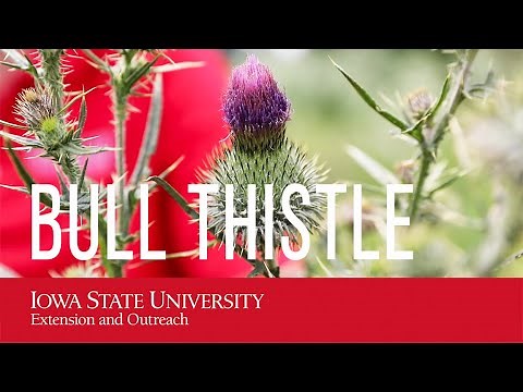 Weed ID: Bull thistle