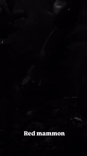 17 reactions | Red Mammon Parrot Fish are known for their vibrant red...