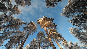 Viblab software license payment