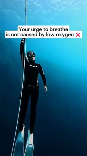 Immy & Joe 💙 Freedivers on Instagram: "READ CAPTION ⤵️ Most people think the urge to breathe comes from running out of oxygen… but what if we told you it’s actually because of carbon dioxide 🤯 Here’s what’s really going on when you dive 👇 🌬️ 1. You take your last breath Your lungs are full of fresh O₂ and your blood is well-saturated. This oxygen will be used to give you energy for your dive. ⬆️ 2. You start building CO₂ As soon as you hold your breath, your body keeps burning energy. Oxygen