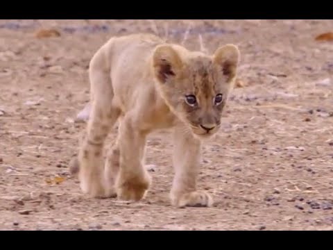 Misfit lion cub full story - Part 4
