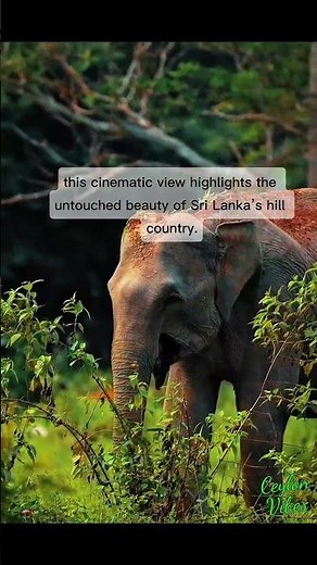 🌿 Breathtaking Aerial Views of Sri Lanka | Nature’s Beauty From Above🌄 #SriLanka #DroneView #nature