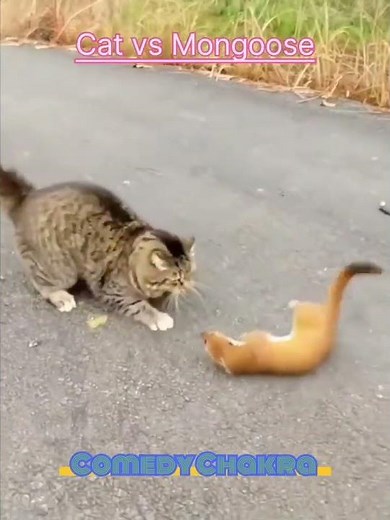 Unbelievable Fight! Cat vs Mongoose