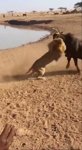 I was NOT expecting the lion to lose... 😱 #versus #fyp #lion #bull #usa