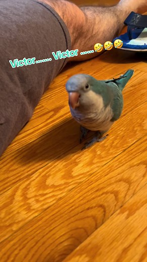 Talking Parrots: Quaker Parrot Vocalizations