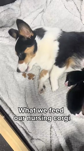 What we feed our nursing corgi #corgipuppies #dogbirth #corgi #dog #puppy