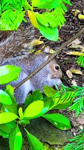 🎵🎶 Squirrel foraging in the bush🌿