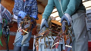 Les homards souffrent-ils lorsqu'ils sont plongés dans l'eau bouillante? Les experts ne s'entendent pas, mais la Suisse vient d'interdire cette pratique. bit.ly/2D0klRj | Radio-Canada Information