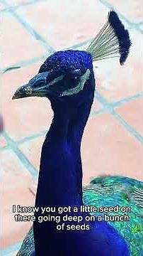 Hand feeding Perry the Peacock his favorite way ￼