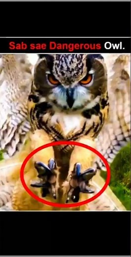 Great Horned Owl vs Bald Eagle 🦅 Who Wins This Battle?