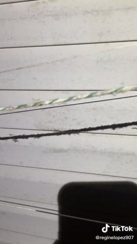 #praying mantis babies hatching right now 3/12/25 @10 pm