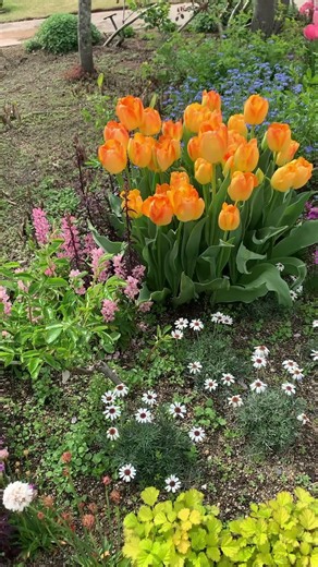 花壇とチューリップ①：2026年： #nature #spring #flowers ＃早春の花 #花壇 #チューリップ