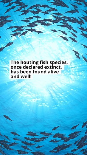 The houting is an officially extinct fish species 🐟 Read the full story via the link in the comments! | The Science Explorer