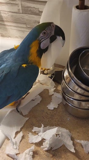 Blue and Gold macaw helps with chores..