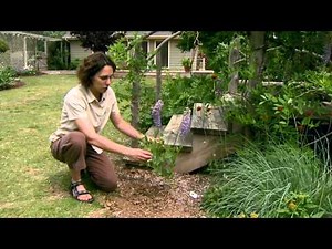 Native Plants Garden