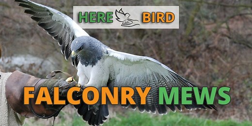 Falconry Mews Guide: Building Construction, Requirements & Designs