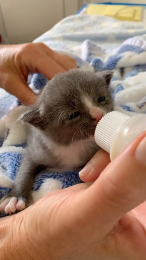 Enjoying a fine meal…. He’s a bottle-baby, with the style of a sommelier! Baby ELMER is now a true baba-baby now! No more syringe-feeds for this fluffy guy! 👏🏼 He drinks his formula well (15-20 ml per feeding), and takes his own sweeeeeet time to finish. While his appetite is good, he likes to savor the flavor. He latches on loosely, preferring to drink a little more like a person than a hungry suckling kitten. No big deal, as he is content and happy after his bottle, takes great naps, has ama