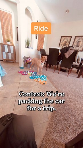 Road trip! . . . . . #talkingdog #smartdog #labrador #roadtrip #dogsofinstagram | The Chatty Lab