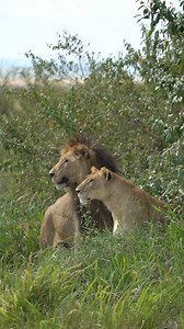 62K views · 1.6K reactions | Lorkolup & Ms. Grumpy Probably the most famous lion at the moment. He is different to other males, as he always stays with his family and takes care of everyone. And by the way he is probably the best existing buffalo hunter. 女 Follow me Sightings by Phil for daily wildlife.  #lions #masaimara #wildlifeonearth #wildlifeplanet #wildlifephotography | Sightings by Phil | Facebook