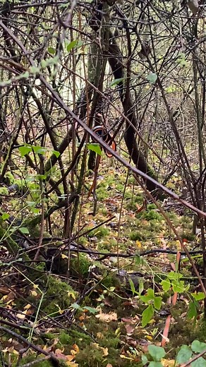 Operation “Retrieve extendable lead”…. | Carys’ Pawsome Dog Walking and Pet Sitting