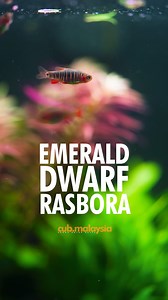 Emerald dwarf rasbora #aquascape #plantedtank #plantlover #aquarium #aquaticplants #fishkeeping | CUB.malaysia