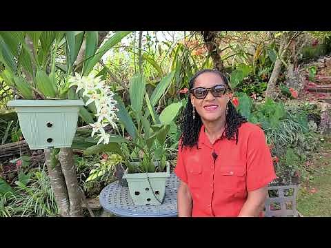 How to Propagate and Care for Coelogyne Orchid