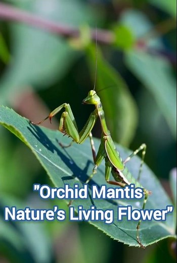 “Orchid Mantis Macro Beauty — Ultra Realistic Close-Up Nature Visuals in 4K”