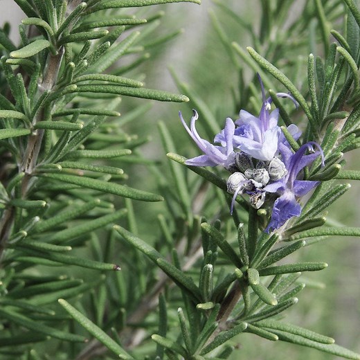 Rosemary Hill Hardy, Rosmarinus officinalis | High Country Gardens