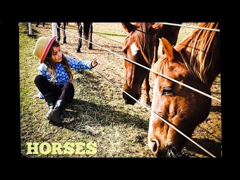 Horses for Kids | All About Horses | Fun Horse Videos for Kids