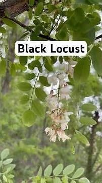 Black Locust! Good or Bad?!!