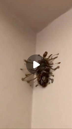 Mysteries Unexplained | What is that!? 😱 has anyone ever seen anything like this before? . Follow @mysteries.unexplained . . #creature #monster #creatures #creepy... | Instagram