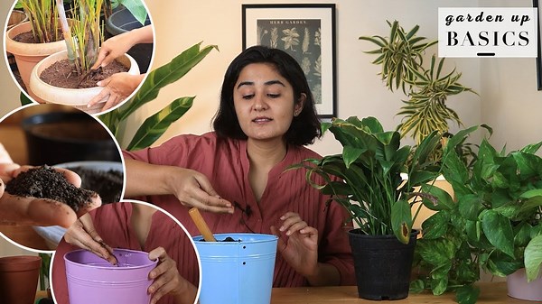 Top things new plant parent NEED to know - Garden Up Basics
