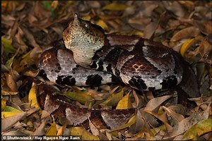 When snakes attack: Slow motion footage shows how they swiftly attack their victims