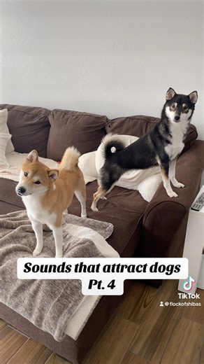 #dogsound #petsounds #dogsoundvideo #headtilt #dogreaction #sounds #dogs #funnyreaction #dognoises