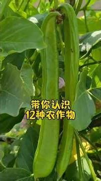 12 kinds of crops are here! Take a look and see if you recognize any of them. #Science #Plants #W...