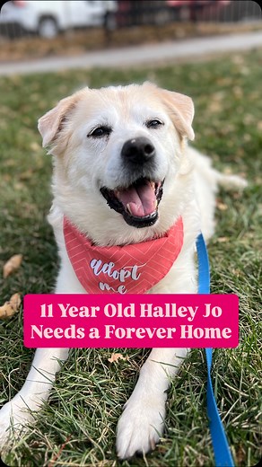 Halley Jo is available for adoption at Nebraska Humane Society in Omaha, NE. No senior dog should ever live their golden years in a shelter, so please share her story to be part of her happy ending that I hope comes every soon. 💜 Thank you Omaha Children's Museum for having us out again and loving our dogs. 🥰 #dogs #dogmoms #dogparents #seniordogs #adoptme #adoptdontshop #dogsarefamily #goldenyears | Cogs Dogs Fam