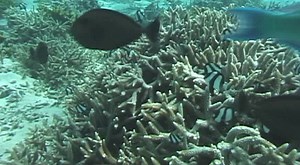 2.5K views · 15 reactions | The Guam Hotel and Restaurant Association recently discussing a top tourist attraction: coral reefs and promoting eco-friendly tourism. | KUAM News | Facebook