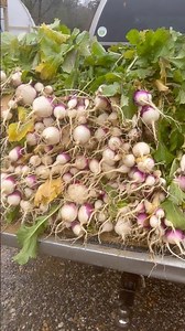 Turnip greens, a hidden treasure for the market gardener in the south! #greens #marketgardening